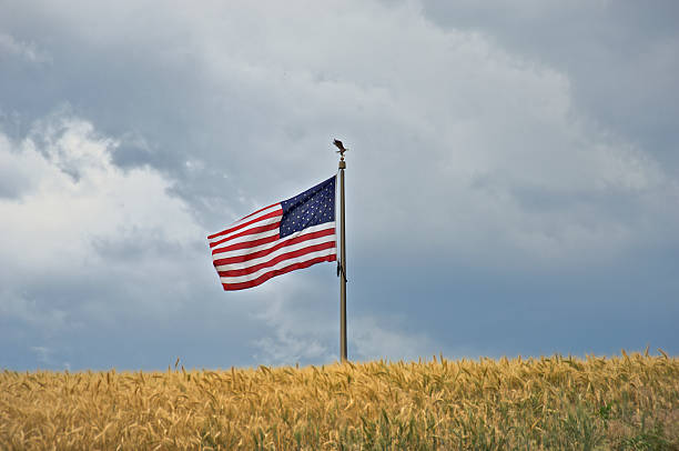 Wheat Field With American Flag stock photo