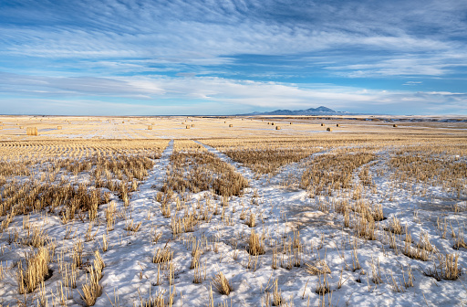 Wheat field and straw bales in the Milk River Valley with the Sweetgrass Hills in the background