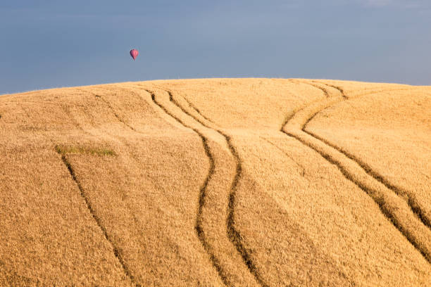 Wheat Field with Tracks and Colorful hot air balloon flying over field, Val D'Orcia, Tuscany stock photo