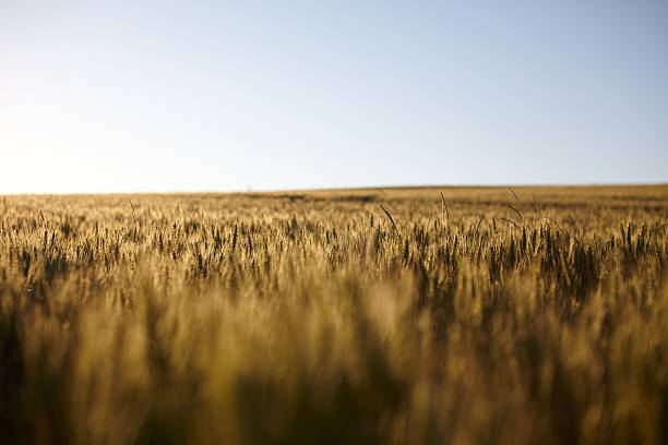 wheat fields at sunset 2 stock photo