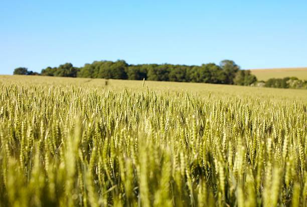 wheat fields in summer stock photo