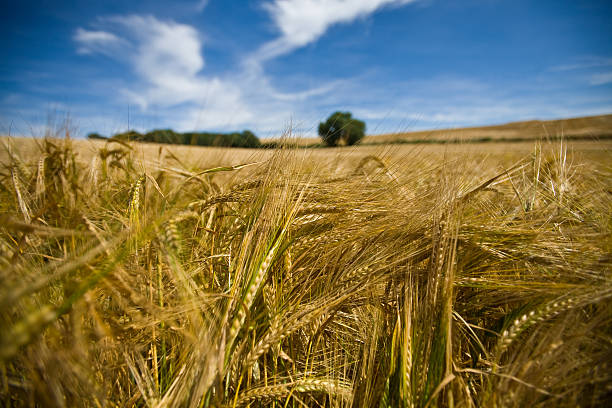 wheat fields stock photo