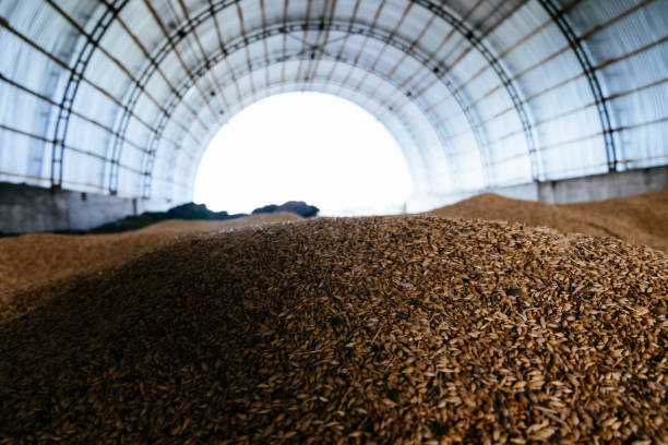 Wheat grain storage in the arched hangar stock photo