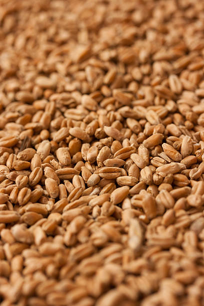 Wheat grains background stock photo