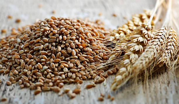 Wheat grains next to whole wheat kernels stock photo