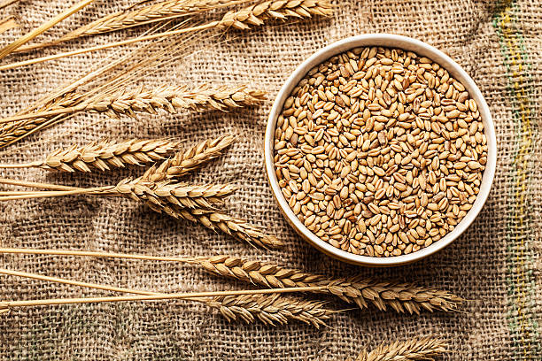 Wheat grains stock photo