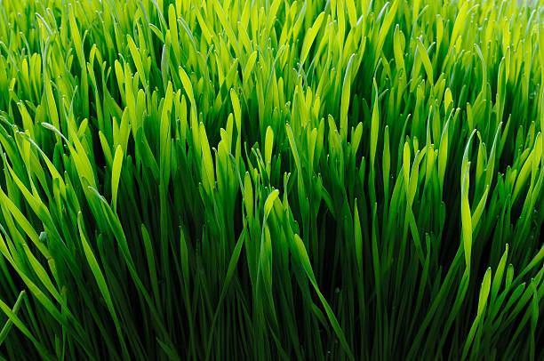 wheat grass back lit stock photo