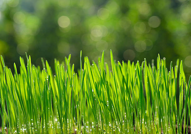 rumput gandum organik - wheatgrass potret stok, foto, & gambar bebas royalti
