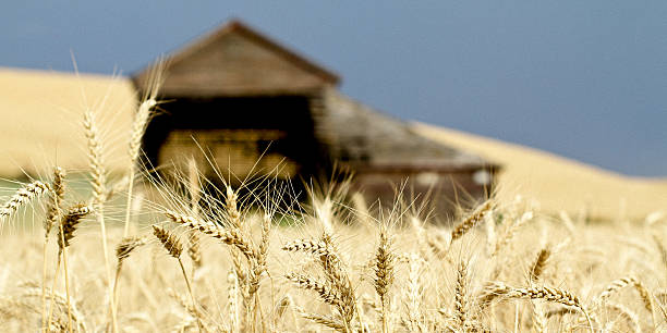 Wheat in a field stock photo