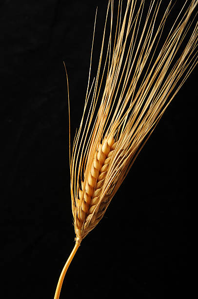 wheat stock photo