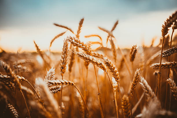 wheat - cereal field imagens e fotografias de stock
