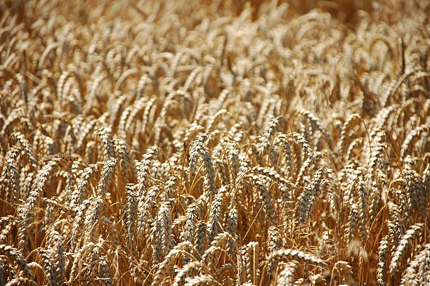 wheat ready for harvest stock photo