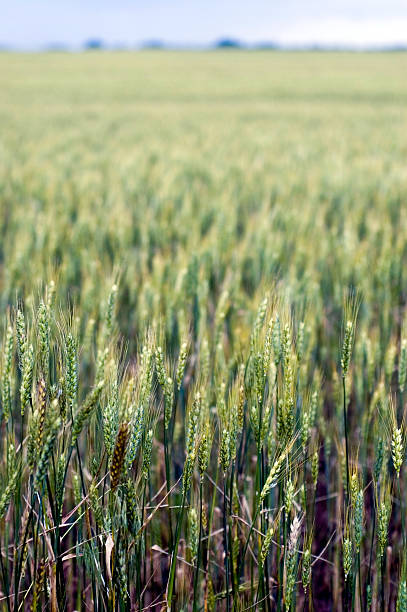 wheat5 Wheat Field theishkid stock pictures, royalty-free photos & images