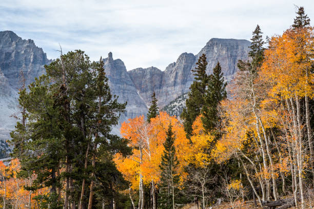 Wheeler Peak over yellow and orange leaves of aspen trees. Fall colors in Nevada. Thirteen-thousand-foot Wheeler Peak is visible over changing orange and yellow autumn leaves. great basin stock pictures, royalty-free photos & images