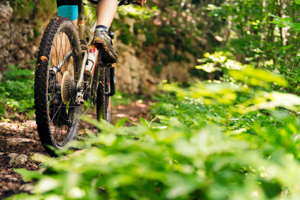 hjul av en mountainbike ridning på en skogsväg - mountain bike bildbanksfoton och bilder