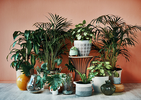 Shot of plants growing in vases at home