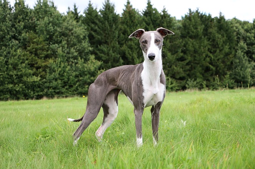 Whippet Portrait In The Park Stock Photo - Download Image Now - iStock