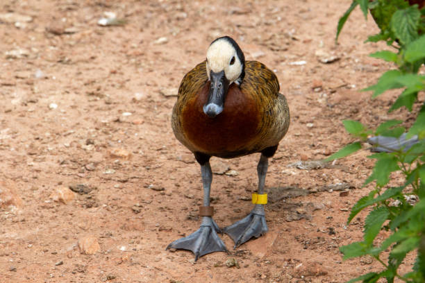 whistling duck stock photo