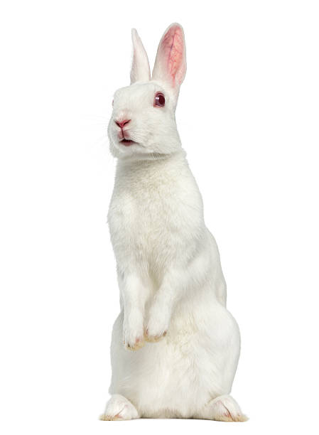 white albino hare isolated on white - dwarf rabbit bildbanksfoton och bilder