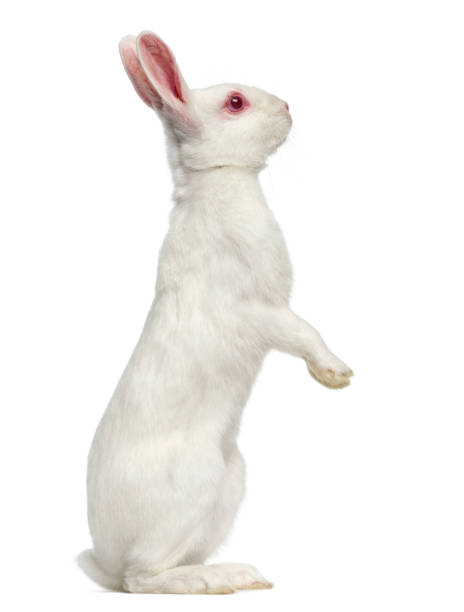 vita albino hare isolerad på vit - dwarf rabbit bildbanksfoton och bilder