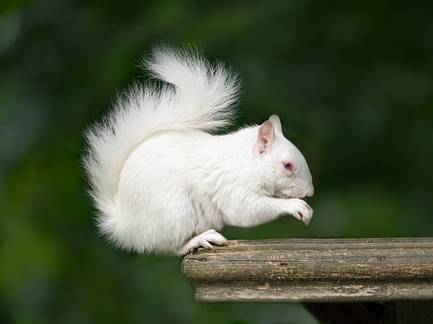 White Albino Squirrel stock photo