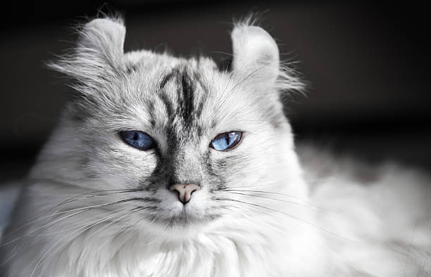 White American Curl cat with blue eyes. Closeup portrait  american curl cat stock pictures, royalty-free photos & images