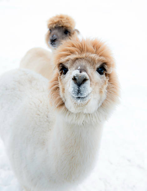 White and beige alpacas stock photo