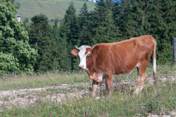 A white and beige cow grazing in a meadow stock photo
