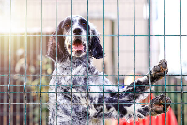 White and brown colored setter in the cage and shelter. Setter silently searches for game by scent; hunting is done systematically and methodically. White and brown colored setter in the cage and shelter. Setter silently searches for game by scent; hunting is done systematically and methodically. irish red and white setter puppies stock pictures, royalty-free photos & images