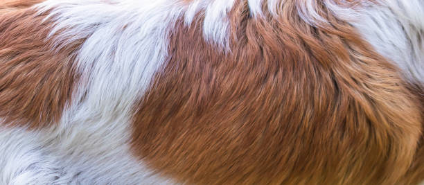 capelli bianchi e castani per cani - capra ungulato foto e immagini stock