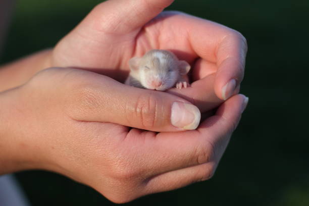 White and Cream Dumbo Rat in Hand stock photo