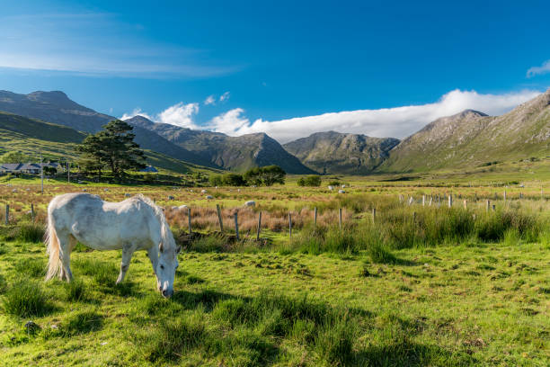 White and free horse Lonely white horse:  a connemara pony eats grass in a Twelve Bens sunny landscape in Ireland connemara stock pictures, royalty-free photos & images