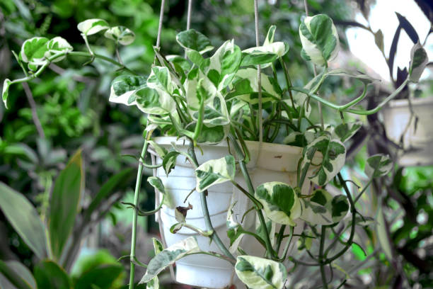 white and green leafy hoya plant stock photo