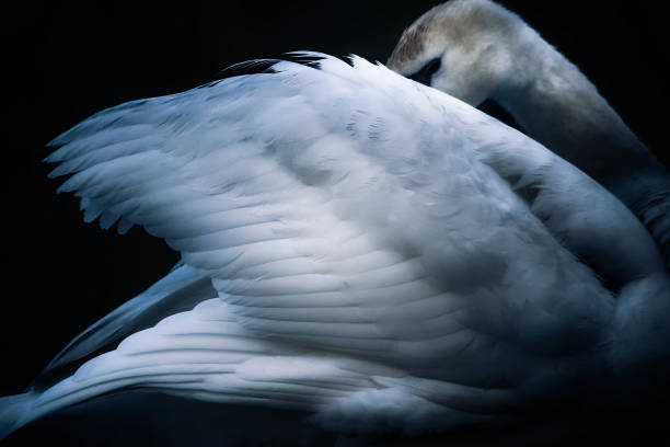 The Sleeping Swans >> Top 60 Sleeping Swan Stock Photos Pictures And Images Istock The Sleeping Swans >> Top 60 Sleeping Swan Stock Photos Pictures And Images Istock