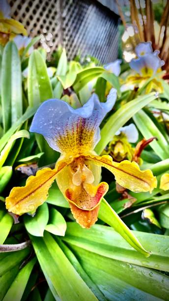 close-up de orquídea chinelo da senhora branca e amarela / ngwe nar phyu / insigne paphiopedilum - insigne - fotografias e filmes do acervo