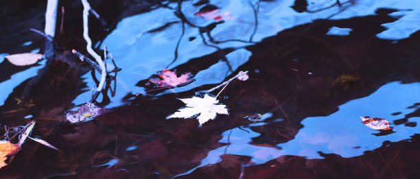 White and yellow maple leaves in the water of the river during the fall season. Autumn rainy day background. Awesome maple leaf and blue sky reflected on surface of the lake. stock photo