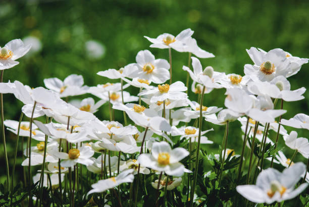 White anemone flowers on green grass background on sunny summer day stock photo