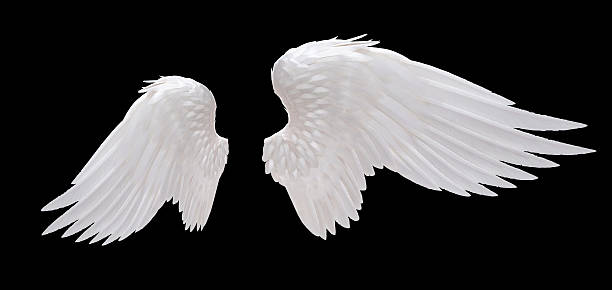 white angel wing white angel wing isolated angel stock pictures, royalty-free photos & images