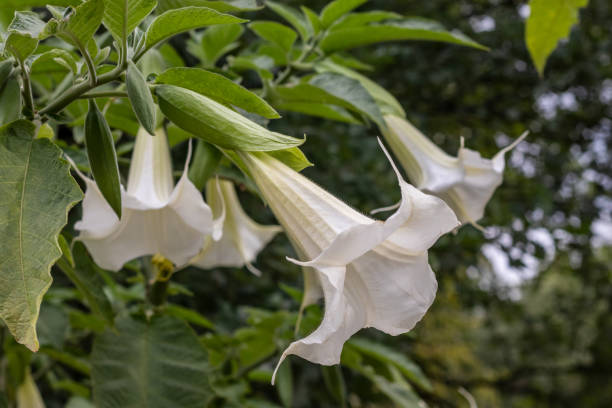 White Angel's Trumpet Angel trumpet on the tree angel's trumpet flower stock pictures, royalty-free photos & images