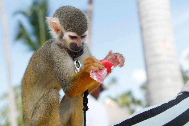 una scimmia bianca legata con una cinghia intorno al collo - correa foto e immagini stock