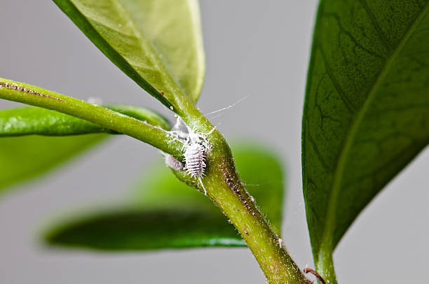 White Aphids (Mealybugs) on jasmine leaves High quality, close up shot of a group of mealybugs on  jasmine leaves. jasminum insects stock pictures, royalty-free photos & images