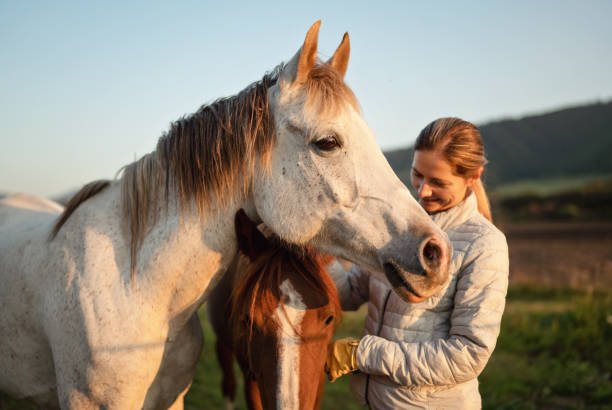 White Arabian horse, autumn afternoon, detail on head, blurred smiling young woman in warm jacket petting another brown animal behind stock photo