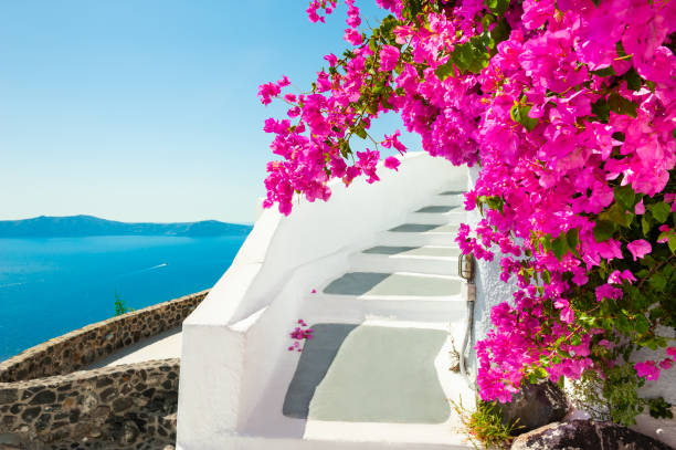 White architecture and pink flowers with sea view. Santorini island, Greece. stock photo