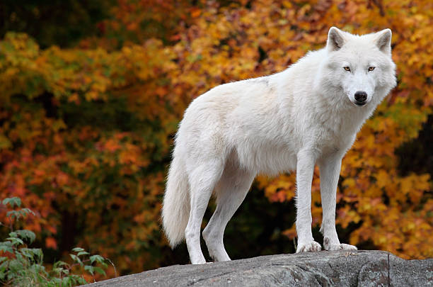 A white arctic wolf standing on a rock stock photo