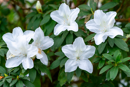 White azaleas bloom in the ecological garden. Flowers suitable for cold climates have a passionate pure seductive scent