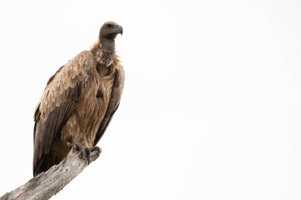 White Backed Vulture stock photo