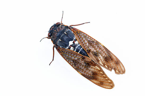 White Background large brown cicada stock photo