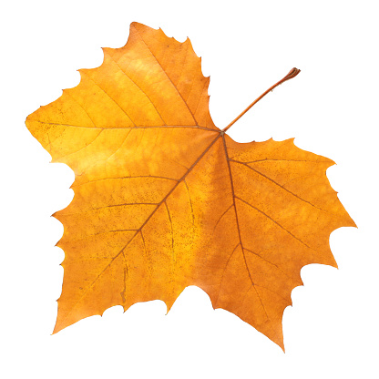 background maple leaves