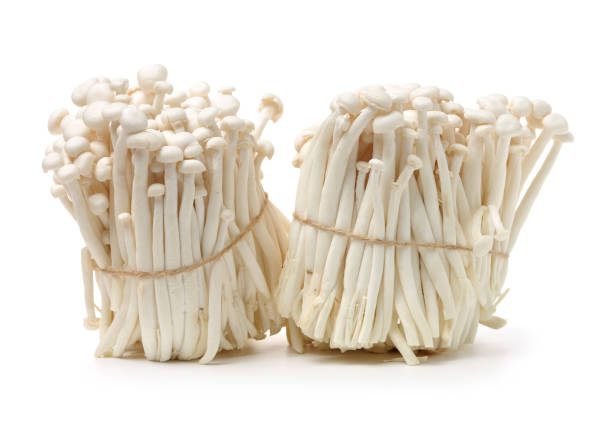 White beech mushrooms White beech mushrooms on white background enoki mushroom stock pictures, royalty-free photos & images