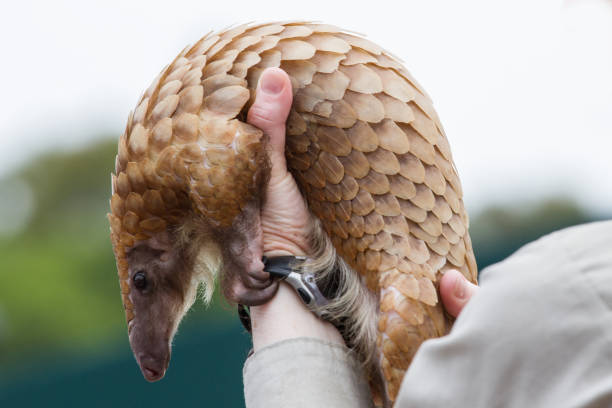White Bellied Tree Pangolin Captive African White Bellied Tree Pangolin pangolin stock pictures, royalty-free photos & images